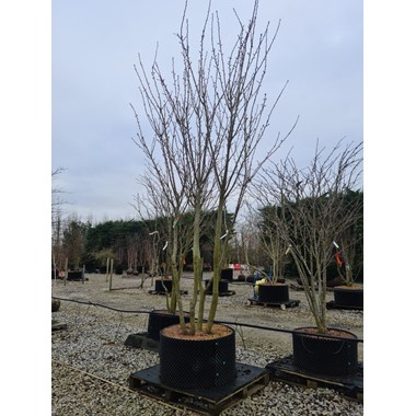 Prunus 'Kanzan' (Multistem Airpot/RB 400-450 cm Specimen)
